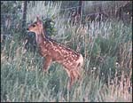 fawn