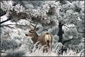 mule deer