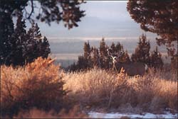 mule deer