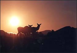 elk